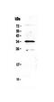 Mediator Complex Subunit 4 antibody, PA5-79659, Invitrogen Antibodies, Western Blot image 