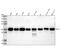 Heparin Binding EGF Like Growth Factor antibody, M01759-1, Boster Biological Technology, Western Blot image 