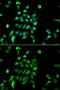 26S protease regulatory subunit 8 antibody, GTX32819, GeneTex, Immunofluorescence image 