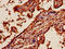 Apelin antibody, LS-C318516, Lifespan Biosciences, Immunohistochemistry paraffin image 