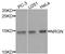 Neurogranin antibody, PA5-76392, Invitrogen Antibodies, Western Blot image 