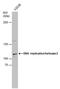 DNA Replication Helicase/Nuclease 2 antibody, PA5-77943, Invitrogen Antibodies, Western Blot image 