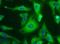Sequestosome 1 antibody, NBP1-42821, Novus Biologicals, Immunofluorescence image 