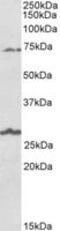 Solute Carrier Family 6 Member 12 antibody, MBS423136, MyBioSource, Western Blot image 