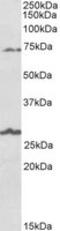 Solute Carrier Family 6 Member 12 antibody, MBS423136, MyBioSource, Western Blot image 