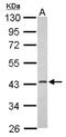 ER Lipid Raft Associated 1 antibody, NBP2-16368, Novus Biologicals, Western Blot image 