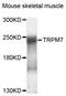 Transient Receptor Potential Cation Channel Subfamily M Member 7 antibody, abx135993, Abbexa, Western Blot image 