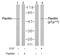 Paxillin antibody, LS-B4259, Lifespan Biosciences, Western Blot image 