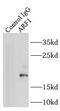 ADP Ribosylation Factor 1 antibody, FNab00529, FineTest, Immunoprecipitation image 