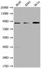 Repetin antibody, orb688268, Biorbyt, Western Blot image 