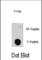 E2F-1 antibody, abx032005, Abbexa, Western Blot image 
