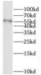 Prolylcarboxypeptidase antibody, FNab06751, FineTest, Western Blot image 