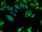 N-Acetylated Alpha-Linked Acidic Dipeptidase Like 2 antibody, OACA04919, Aviva Systems Biology, Immunofluorescence image 