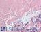 Visinin Like 1 antibody, LS-B10418, Lifespan Biosciences, Immunohistochemistry frozen image 