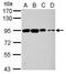 Oxysterol Binding Protein Like 9 antibody, PA5-34888, Invitrogen Antibodies, Western Blot image 