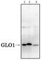 Glyoxalase I antibody, GTX00705, GeneTex, Western Blot image 