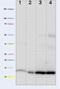 Cytochrome C, Somatic antibody, 45-6100, Invitrogen Antibodies, Western Blot image 