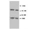 BCL2 Interacting Protein 3 antibody, orb18054, Biorbyt, Western Blot image 
