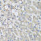 Proline Dehydrogenase 1 antibody, STJ28399, St John