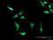 Protein Kinase AMP-Activated Non-Catalytic Subunit Gamma 2 antibody, H00051422-D01P, Novus Biologicals, Immunofluorescence image 