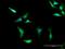 5 -AMP-activated protein kinase subunit gamma-2 antibody, H00051422-D01P, Novus Biologicals, Immunofluorescence image 