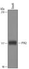 Protein-tyrosine kinase 2-beta antibody, BAF4589, R&D Systems, Western Blot image 