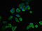 Neurotensin Receptor 1 antibody, LS-C670812, Lifespan Biosciences, Immunofluorescence image 