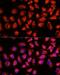 MS2 antibody, LS-C749994, Lifespan Biosciences, Immunofluorescence image 