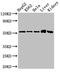 F-box/WD repeat-containing protein 2 antibody, CSB-PA891730LA01HU, Cusabio, Western Blot image 