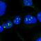 DExD-Box Helicase 50 antibody, HPA037388, Atlas Antibodies, Immunofluorescence image 