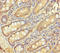 Lysyl Oxidase Like 3 antibody, A62882-100, Epigentek, Immunohistochemistry paraffin image 