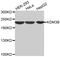 Lysine Demethylase 3B antibody, MBS127686, MyBioSource, Western Blot image 