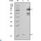 Nicotinamide Phosphoribosyltransferase antibody, LS-C812829, Lifespan Biosciences, Western Blot image 