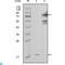 Nicotinamide Phosphoribosyltransferase antibody, LS-C812829, Lifespan Biosciences, Western Blot image 