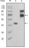 Fibulin 2 antibody, NBP1-28889, Novus Biologicals, Western Blot image 