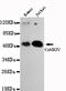 Calcium/Calmodulin Dependent Protein Kinase IV antibody, MBS475040, MyBioSource, Western Blot image 