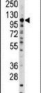 Spalt Like Transcription Factor 4 antibody, PA5-11566, Invitrogen Antibodies, Western Blot image 