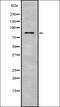 Zinc Finger And BTB Domain Containing 17 antibody, orb337618, Biorbyt, Western Blot image 