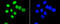 Pim-1 Proto-Oncogene, Serine/Threonine Kinase antibody, 13-906, ProSci, Immunofluorescence image 