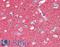 Synaptosome Associated Protein 25 antibody, LS-B2392, Lifespan Biosciences, Immunohistochemistry frozen image 