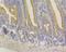 Syntrophin Alpha 1 antibody, NBP2-76874, Novus Biologicals, Immunohistochemistry paraffin image 