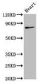 Twinkle protein, mitochondrial antibody, LS-C672235, Lifespan Biosciences, Western Blot image 