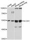 Solute Carrier Family 2 Member 1 antibody, A11208, ABclonal Technology, Western Blot image 