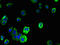 Transmembrane Protein 109 antibody, LS-C394466, Lifespan Biosciences, Immunofluorescence image 