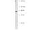 Basic, Immunoglobulin-Like Variable Motif Containing antibody, A15680, Boster Biological Technology, Western Blot image 