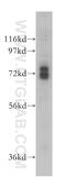 GUF1 Homolog, GTPase antibody, 17489-1-AP, Proteintech Group, Western Blot image 