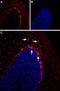 5-Hydroxytryptamine Receptor 2B antibody, PA5-77749, Invitrogen Antibodies, Immunohistochemistry paraffin image 