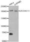 Terminal uridylyltransferase 4 antibody, abx004583, Abbexa, Western Blot image 