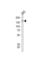 TSC Complex Subunit 2 antibody, abx031372, Abbexa, Western Blot image 
