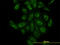 Actin-related protein 3 antibody, LS-C133623, Lifespan Biosciences, Immunofluorescence image 